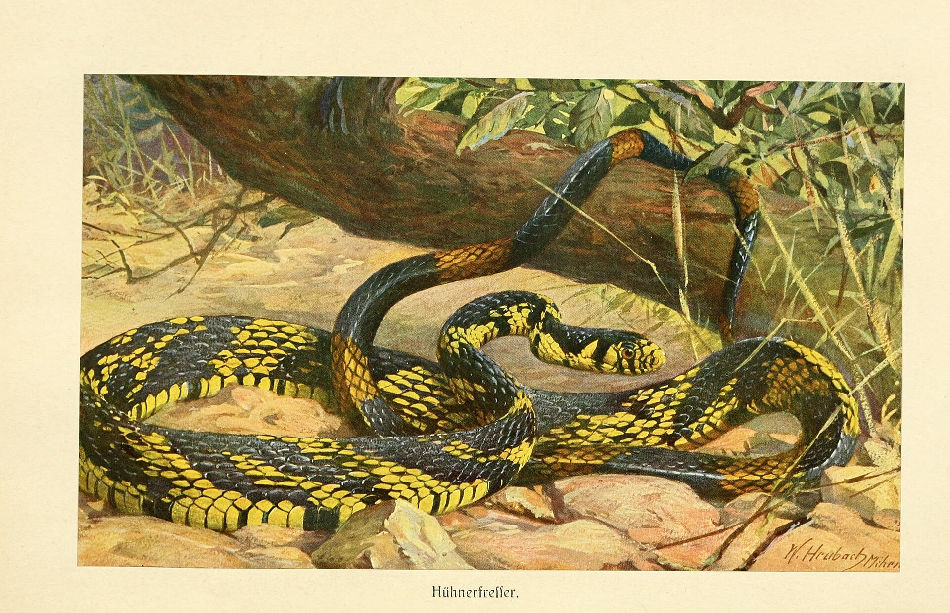 Imagem de referência de Walter E. Brehm, descrito nos dados abertos como político americano