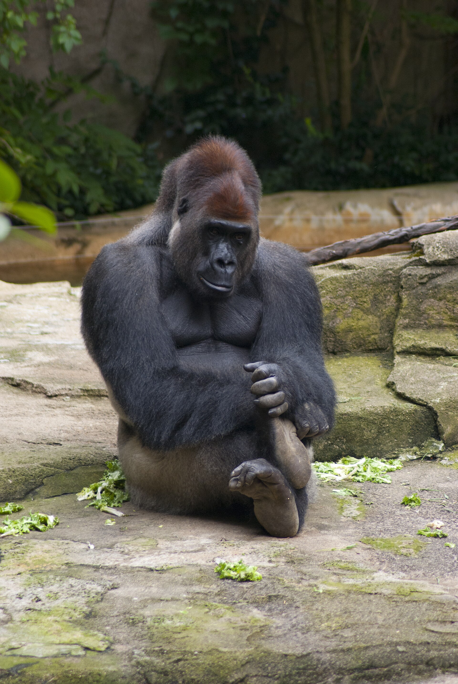 Imagem de referência de Harambe, descrito nos dados abertos como gorila cativo (1999–2016)
