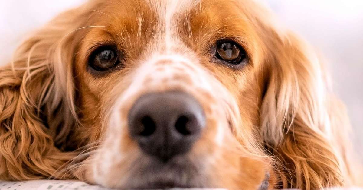 O luto silencioso entre os pets: como os animais da casa reagem à perda de um companheiro