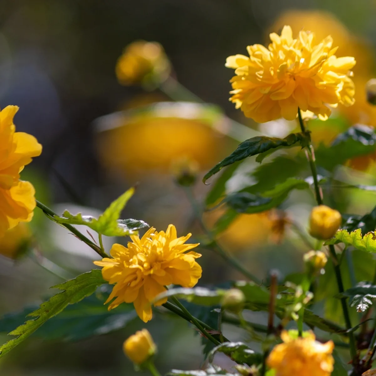Cientistas reaproveitam resíduos de vinho para produzir flores comestíveis