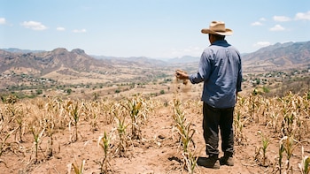 La sequía amenaza la postrera y agrava la presión sobre los granos básicos en El Salvador