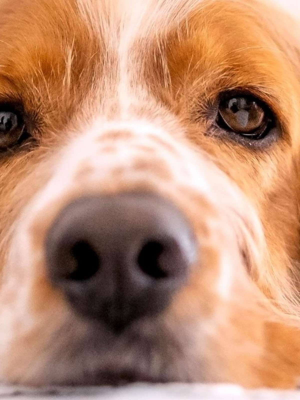 O luto silencioso entre os pets: como os animais da casa reagem à perda de um companheiro