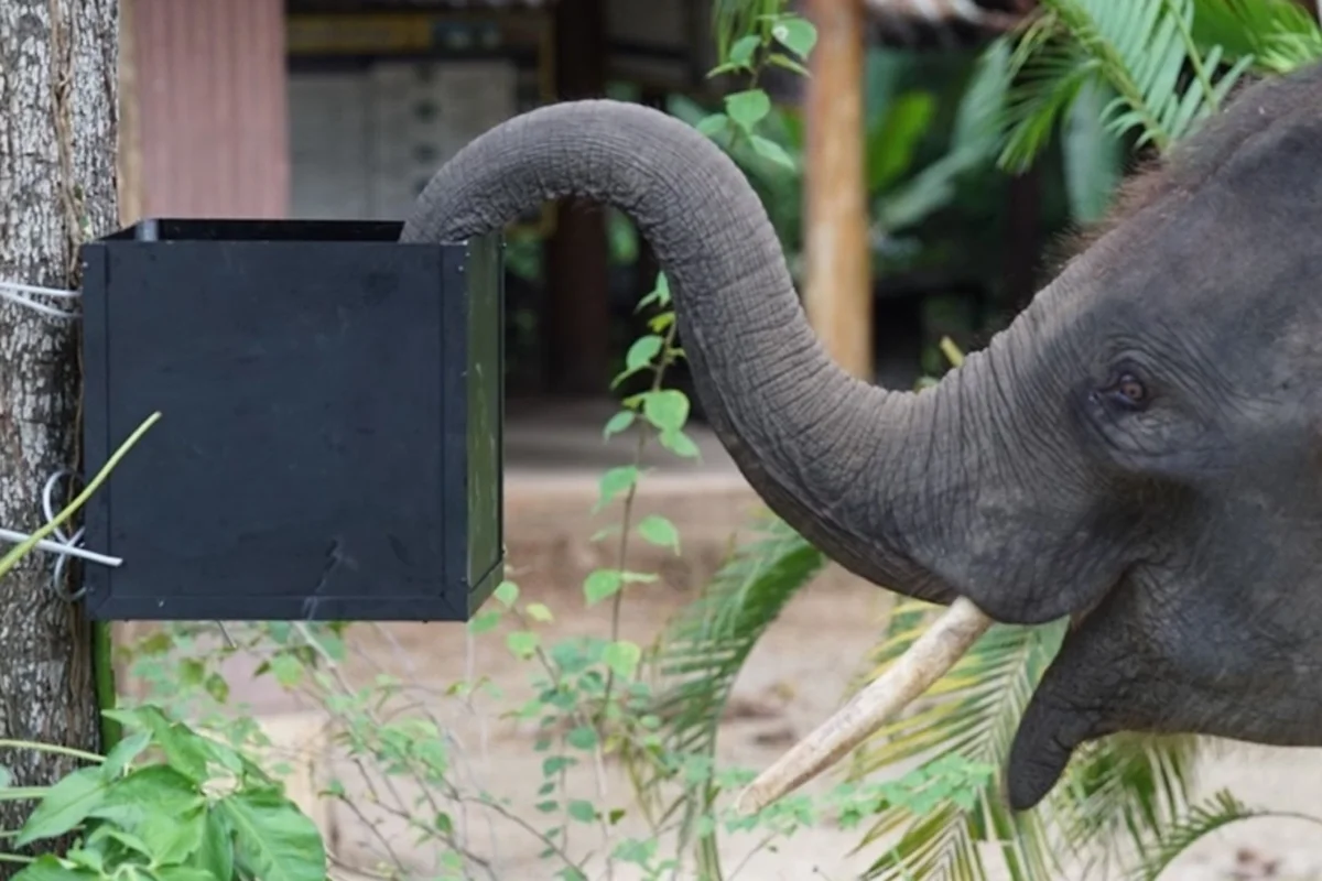 Foto colorida de elefante adulto com a tromba dentro de uma caixa preta. Metrópoles.