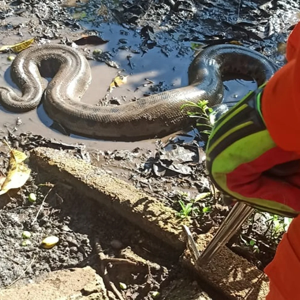 Bombeiros resgatam sucuri de 3,5 metros encontrada em quintal de casa