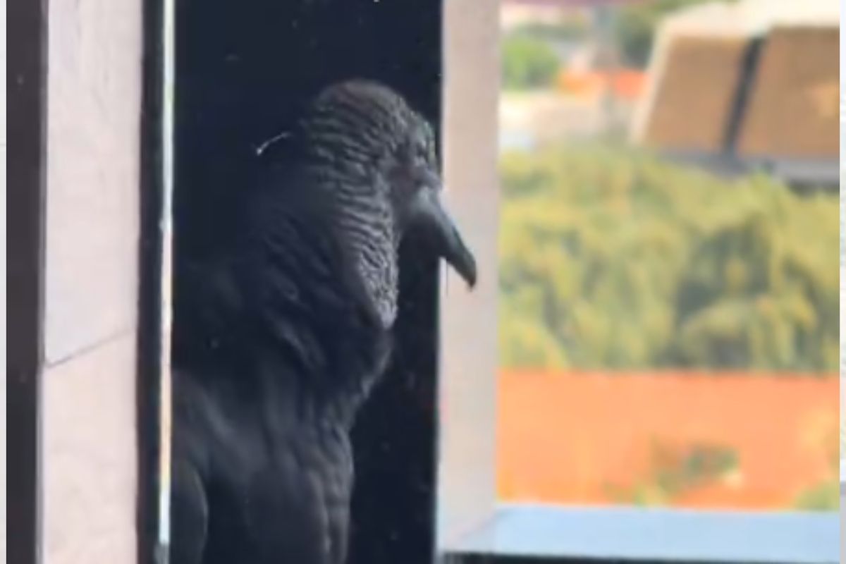 Mulher acha urubu com ovo em churrasqueira e é proibida de mexer no ninho