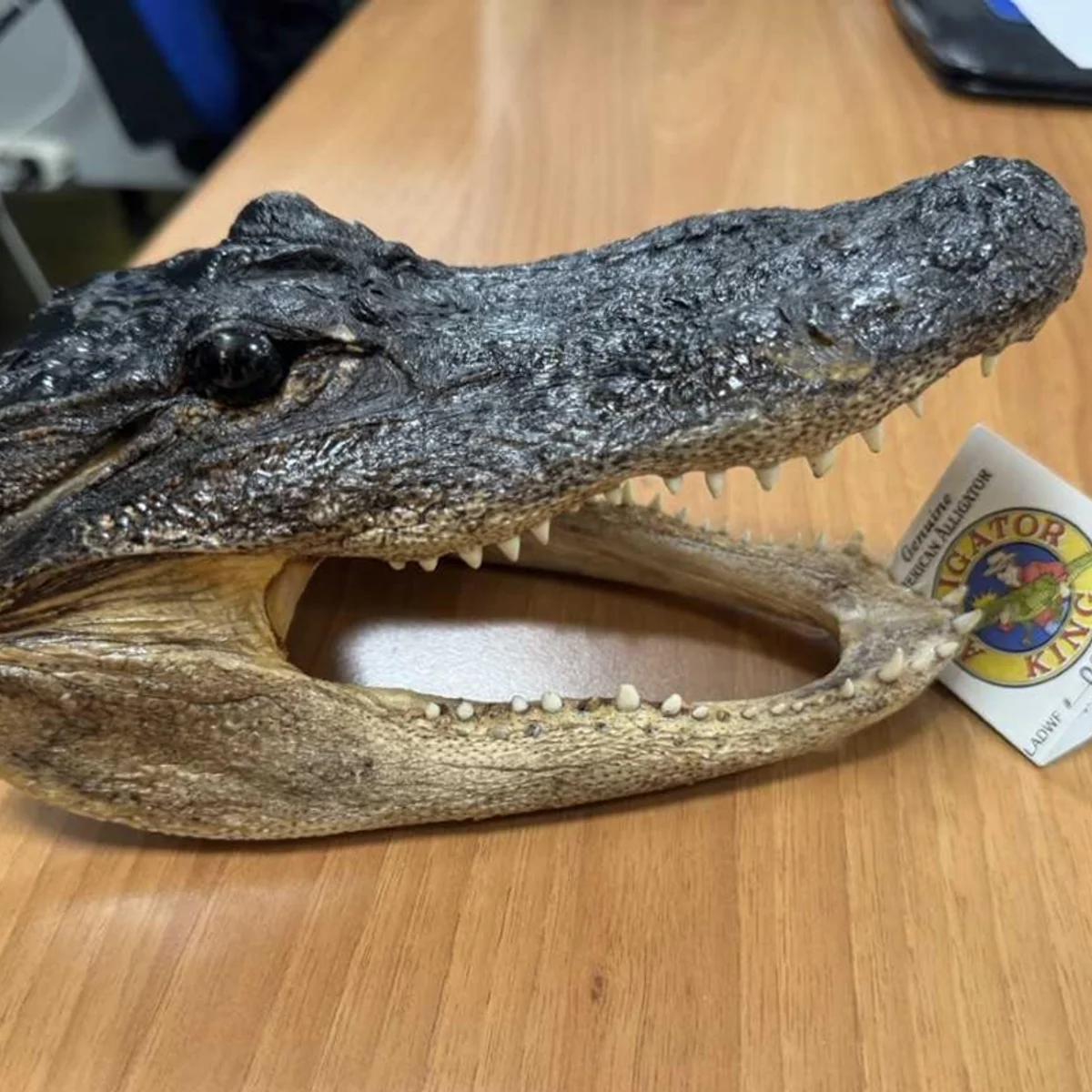 Polícia italiana apreende cabeça de crocodilo em bagagem de passageiro