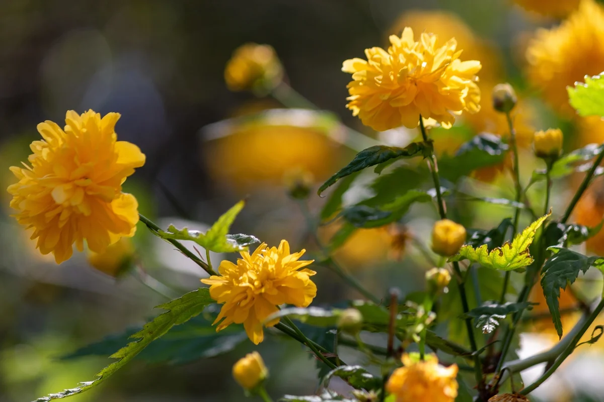 Cientistas reaproveitam resíduos de vinho para produzir flores comestíveis