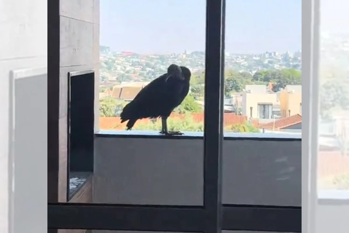 Mulher acha urubu com ovo em churrasqueira e é proibida de mexer no ninho