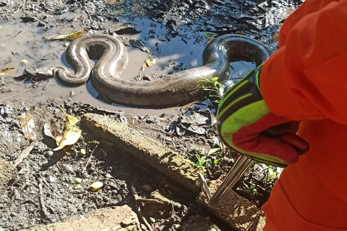Bombeiros resgatam sucuri de 3,5 metros encontrada em quintal de casa