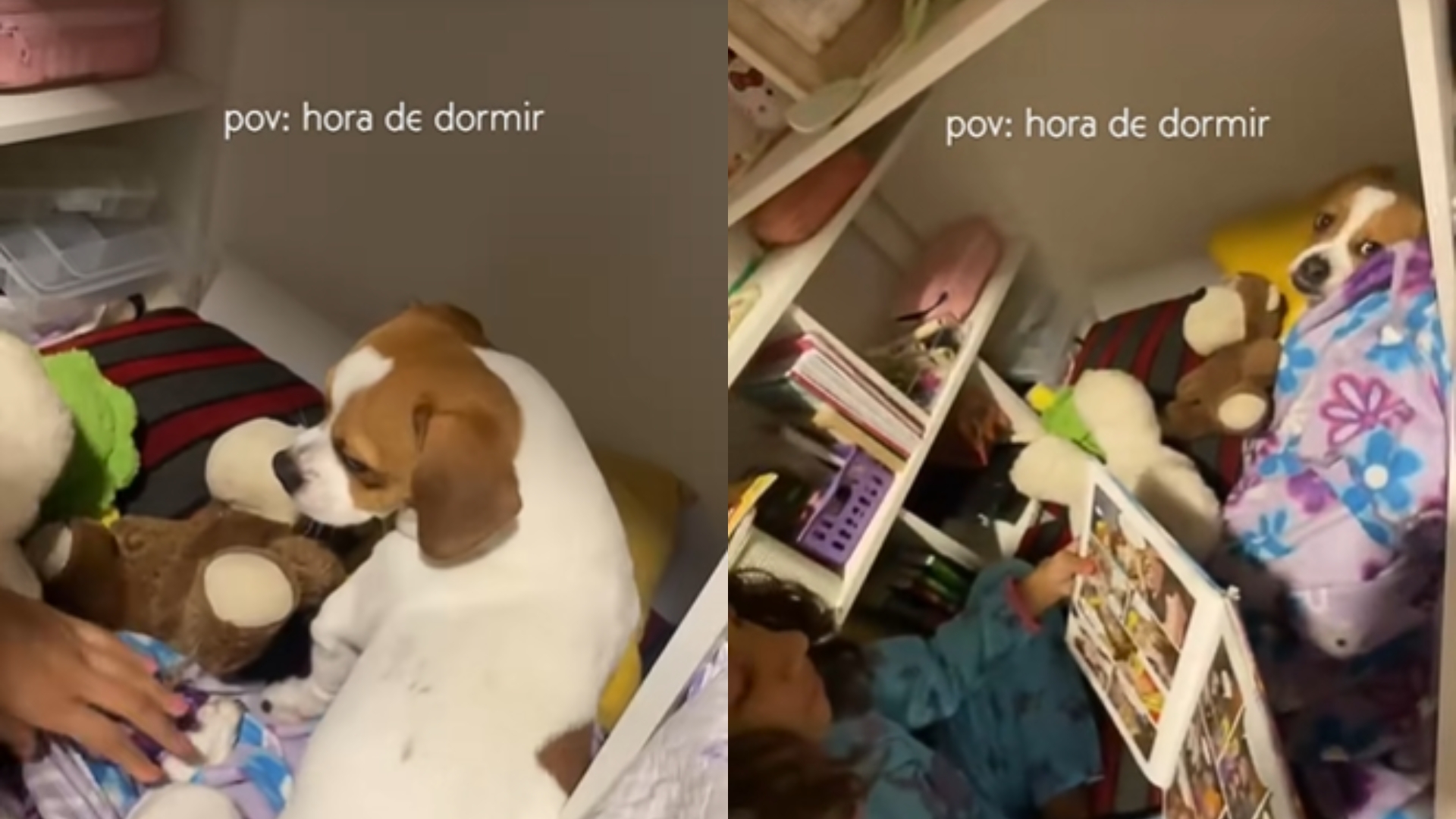 Cachorro viraliza por gostar de cama arrumada e história na hora de dormir 🐶