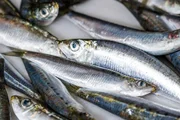 Nutri lista 3 alimentos anti-inflamatórios com mais proteínas que um ovo