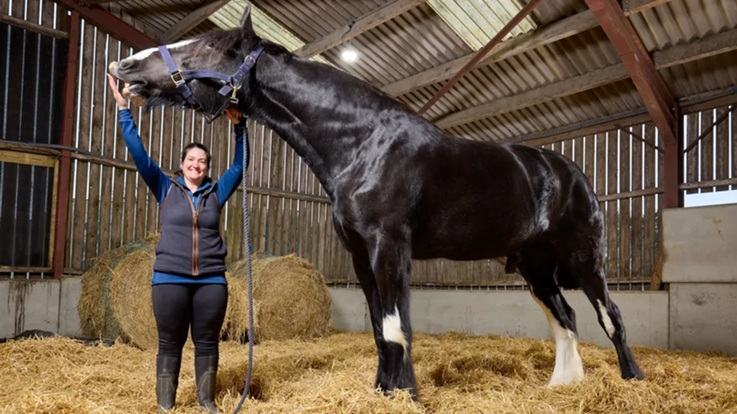 Cavalo de quase 2 metros entra para o livro dos recordes como o mais alto do mundo