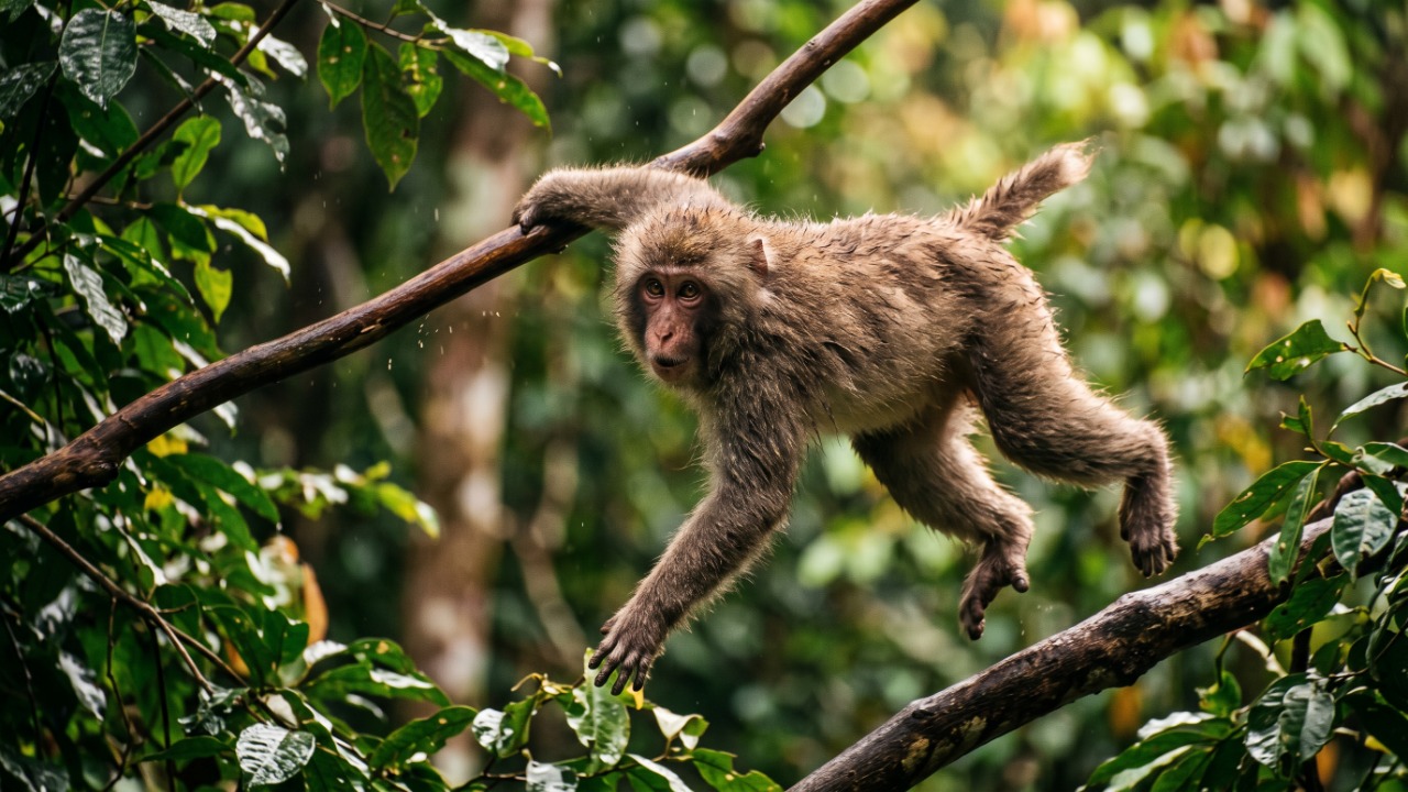 O que significa o provérbio japonês “Até o macaco cai da árvore”, e por que ele ensina que experiência e habilidade não tornam ninguém imune a erros e fracassos?