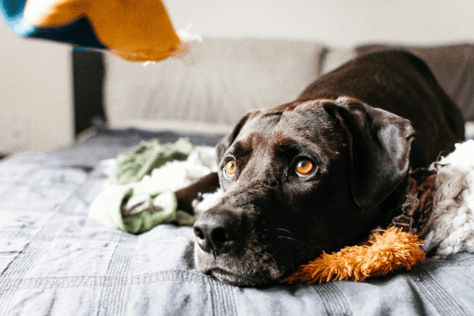 A dificuldade de ficar sozinho pode ser um sinal de que o cachorro está excessivamente dependente da presença do tutor Imagem: Danielle Armstrong | Shutterstock