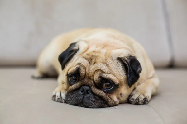 Manter a rotina ameniza o luto de cães e gatos após morte no ciclo social
