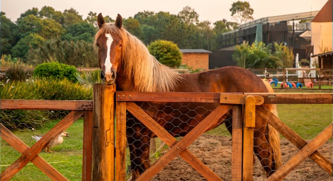 Experiente no assunto! Carol Lekker elege sua treta favorita de A Fazenda: ‘Fui longe’
