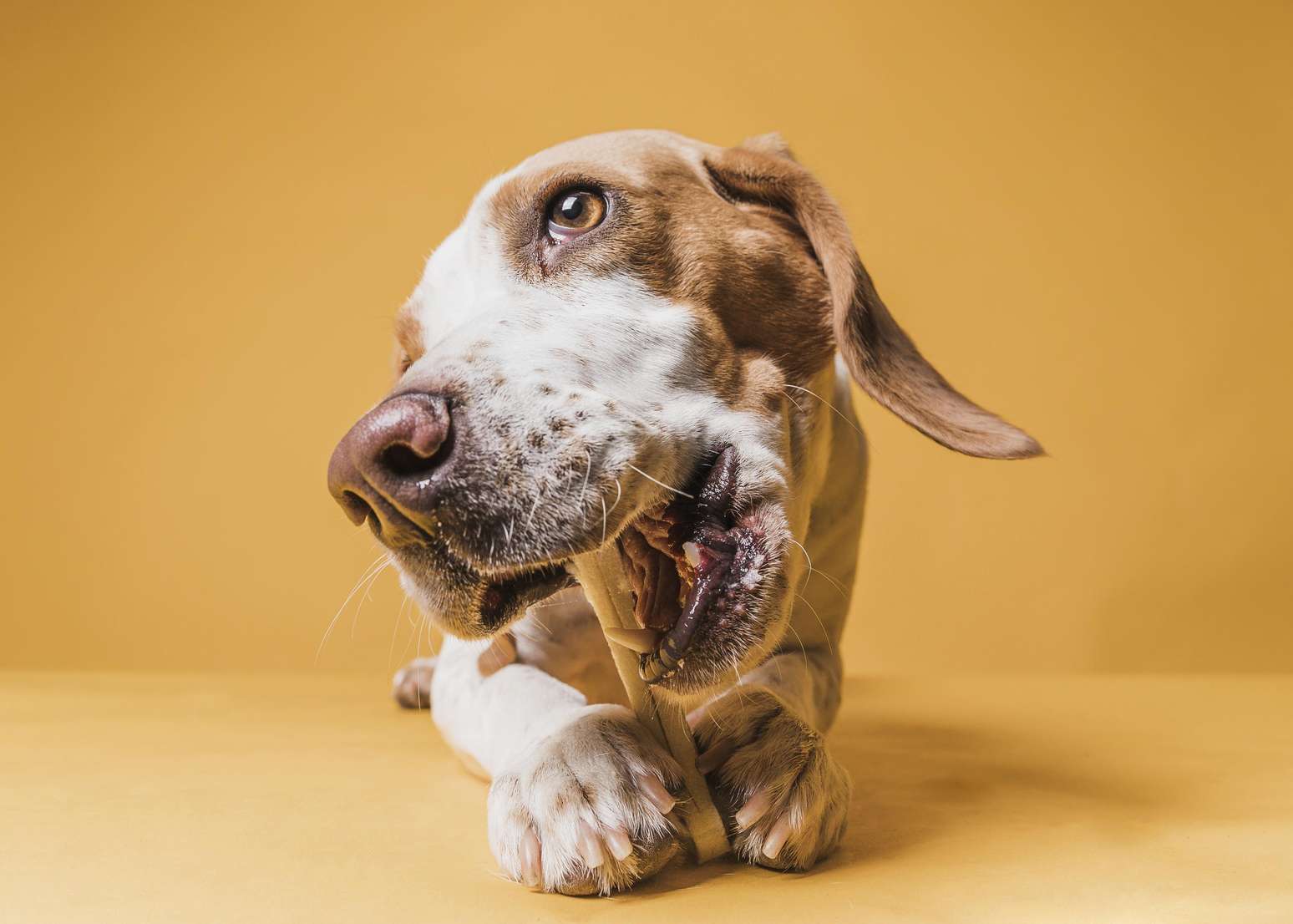 Se o cachorro lambe muito as patas, fique atento a estes sinais
