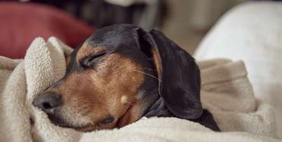 Saiba como confirmar se o cachorro está com febre? Foto: Freepik